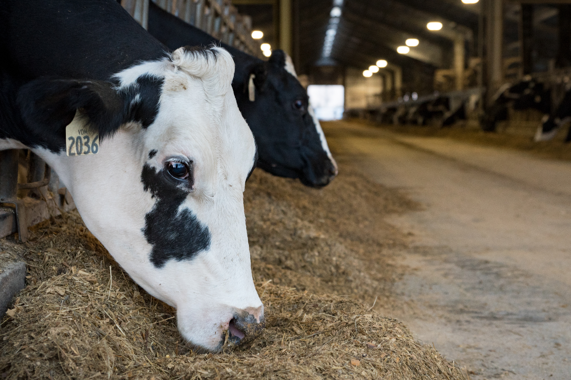 dairy-cow